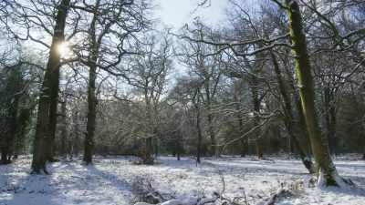 As winter loosens its grip - flowers
emerge. - Wild Isles