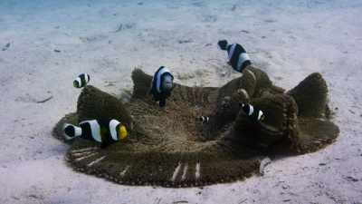 As with all clownfish, - Blue Planet II
