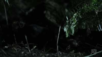 As this youngster is learning, - David Attenborough's Tasmania