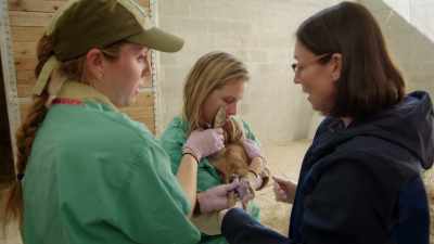 ASHLEY: So, I don't know
if it'll be helpful for you if I hold - Magic of Disney's Animal Kingdom