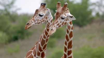 Ashley: That's just rude. - Secrets of the Zoo