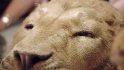 Aslan is, you know,
one of the coolest things here. - Prop Culture