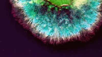 Aspergillus flavus is
a potentially deadly toxin - Tutankhamun: Secrets of the Tomb