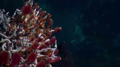 Astonishingly, we now know - Blue Planet II