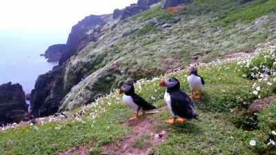 Astonishingly,
the chick needs to eat its own - Wales: Land of the Wild