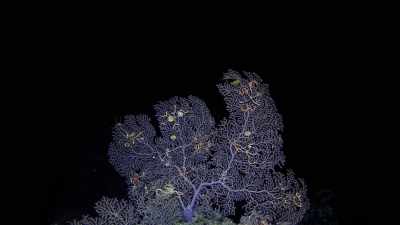 Astonishingly, we're now finding
there's more life down here - Oceans: Our Blue Planet