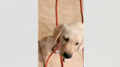 At 18 months,
they're young adults - Inside the Mind of a Dog
