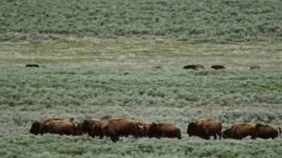 At 19 wolves strong, - Yellowstone: One-Fifty