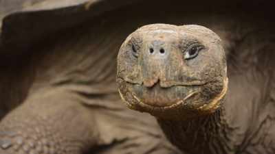 At a hundred and
fifty years old, - The Secret Lives of Animals