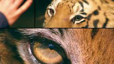 At a time when one of
the most iconic predators
faces extinction, - Trafficked with Mariana van Zeller