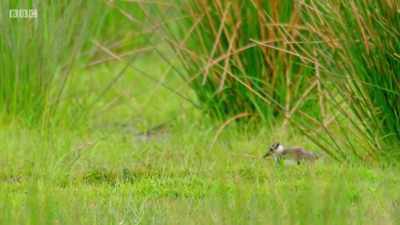 At this age, the chicks can't fly - Wales: Land of the Wild