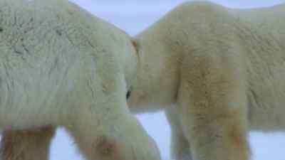 At almost 400 kilograms,
both bears are heavyweights. - Predators