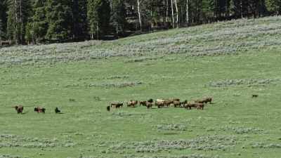 At any moment, the wolf pack
could return to defend its kill. - Epic Yellowstone