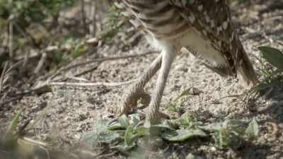 At around nine inches tall, - United States of Animals