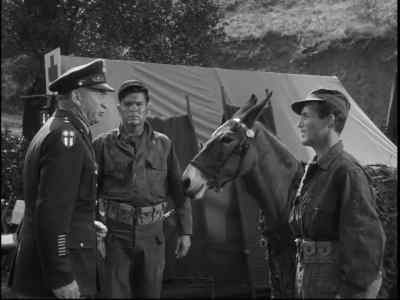 At ease. - Francis Joins the WACS