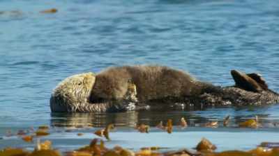 At first, a newly born pup - Blue Planet II