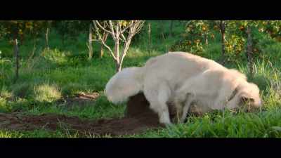 - At first, we figured our dog, Blue,
wouldn't contribute much - The Biggest Little Farm: The Return