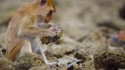 At first glance, - The Secret Lives of Animals