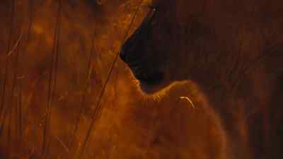 At first light, Nikki sets off. - Predators
