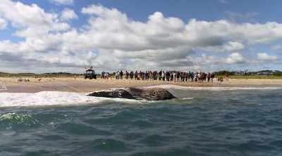 At first, locals and
tourists approach cautiously. - Shark Attack Files