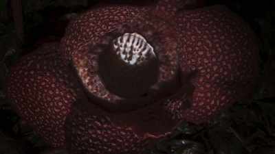 At first sight, it might be
mistaken for a dead animal. - The Green Planet
