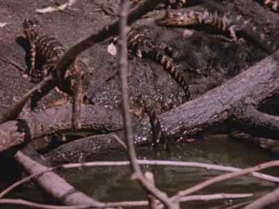 At first, they stay close
to their own pond. - Prowlers of the Everglades