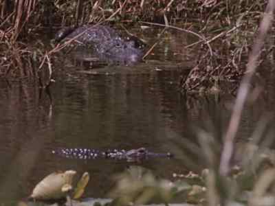 At first the female
pretends disinterest, - Prowlers of the Everglades