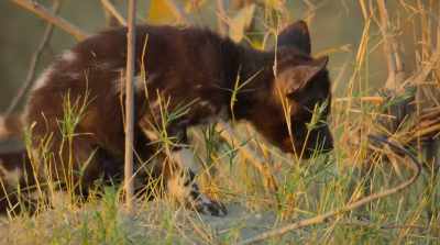At four weeks old,
her pups venture out for the first time. - Surviving Paradise: A Family Tale