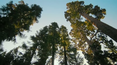 At that height, there is
no competition for the sunlight. - A Year on Planet Earth