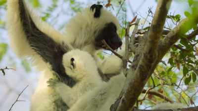 At just eight weeks old,
his strength will soon be put to the test. - Our Great National Parks