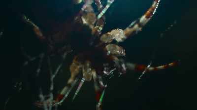 At just four millimeters long - The Secret Lives of Animals