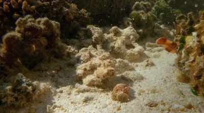 At just nine million years old, - Shark Attack Files
