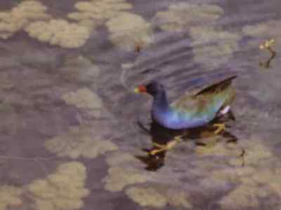 At last he's found
a bird preoccupied - Prowlers of the Everglades
