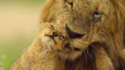 At last, - Wild Babies
