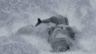 At last, the owner ignores her. - Frozen Planet II