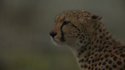 At last, the rains have come! - Chasing the Rains