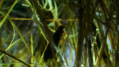 At least 80 species call this place home... - Our Great National Parks