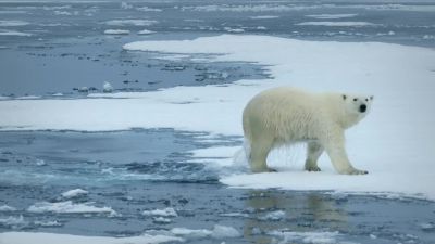 At least she can use the ice as a giant bath mat. - Big Beasts
