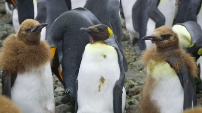 'At least her friends
are suffering the same thing.' - A Year on Planet Earth