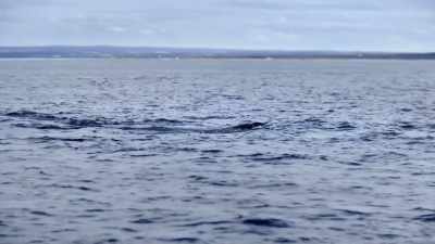 "At least the basics.
He's alone, he's scared..." - Secrets of the Whales