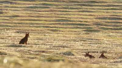 At least the cubs will have
something to eat this evening. - Wild Isles