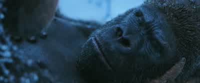At least this time... - War for the Planet of the Apes