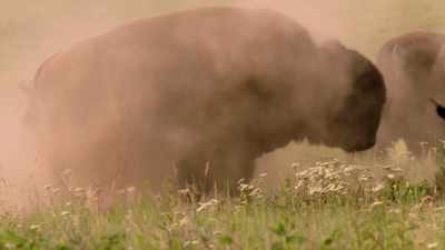 At its most simple and basic,
it's a "dirt bath." - The American Buffalo