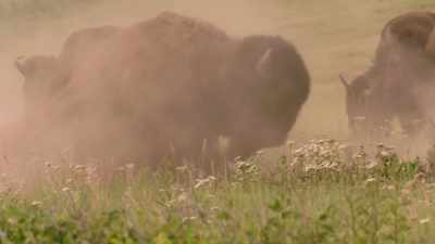 At its most simple and basic,
it's a "dirt bath." - The American Buffalo