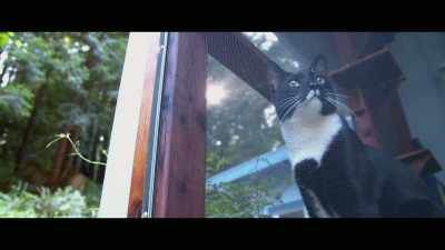 At nighttime, the same thing, - Cat Daddies