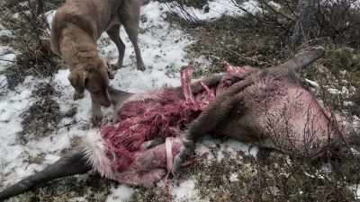 At that point, the bear
has claimed that kill, - Life Below Zero: Next Generation