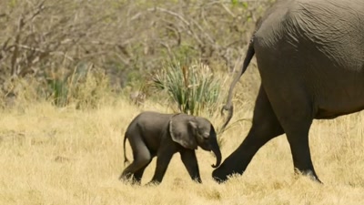 At six months old,
this elephant calf - A Year on Planet Earth