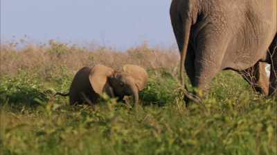 At some point, every animal
on Earth meets their match... - When Nature Calls with Helen Mirren
