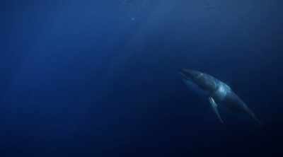 At this stage, a shark
is using its eyesight - Shark Attack Files