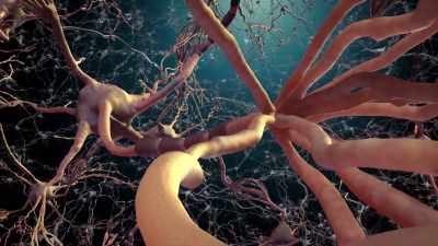 At the end of a cell is a synapse. - Human: The World Within